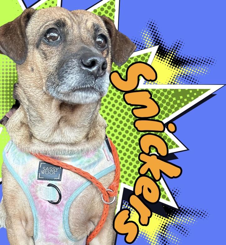 Enlarge Snickers, a ADOPTABLE mixed breed in Tyler Hill, PA image 1/2