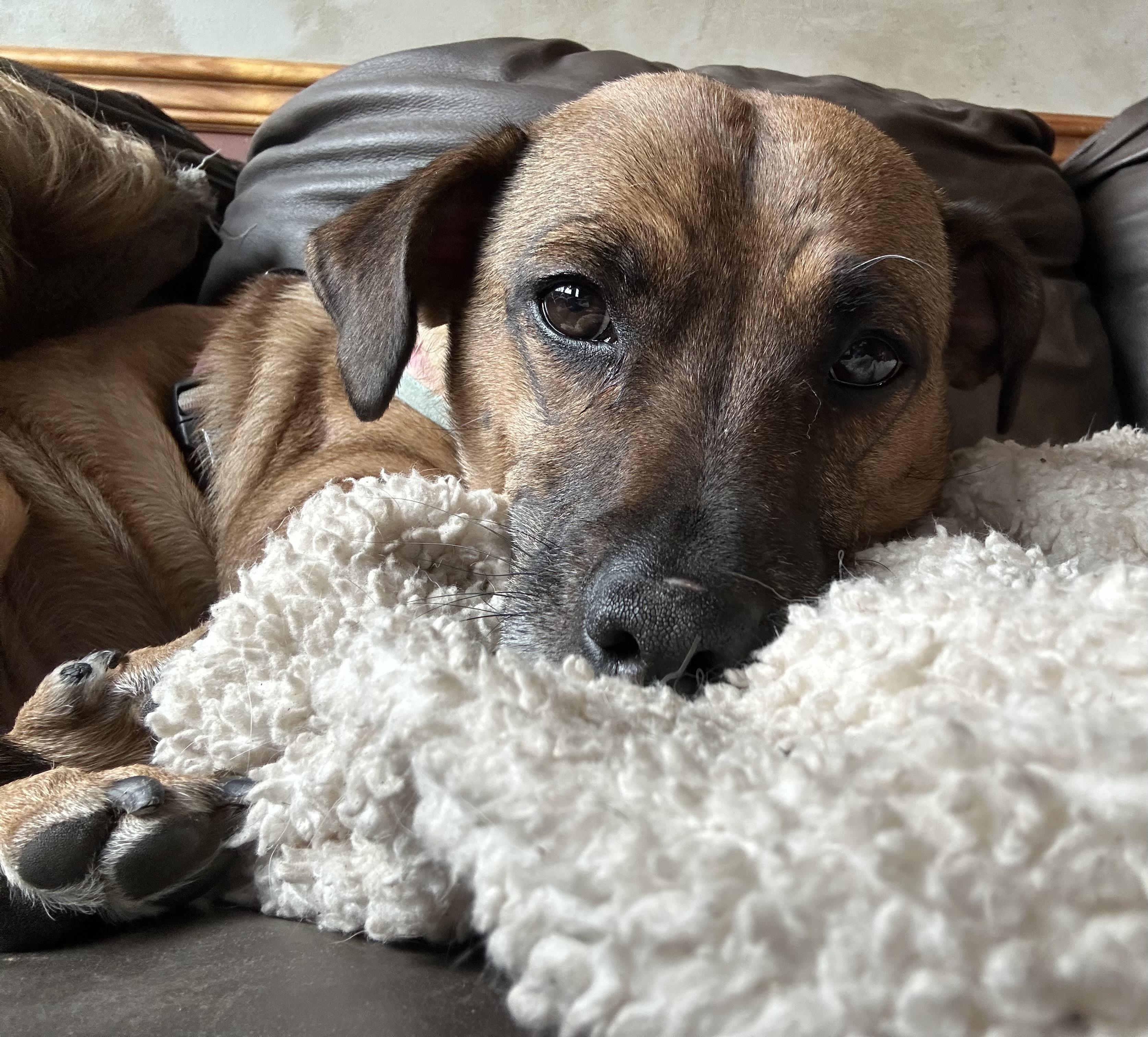 Enlarge Snickers, a ADOPTABLE mixed breed in Tyler Hill, PA image 2/2