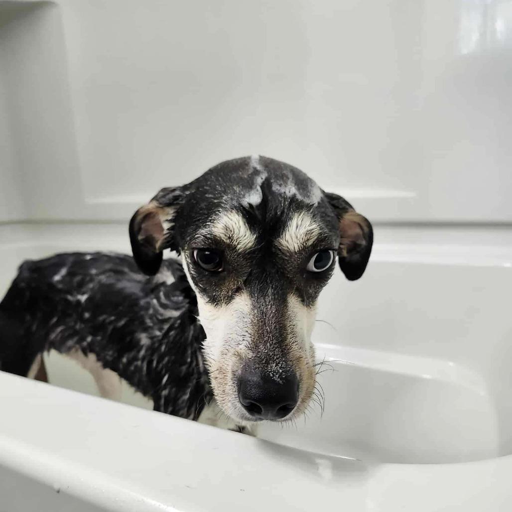 Caroline, Adoptable, Adult Female Mixed Breed.