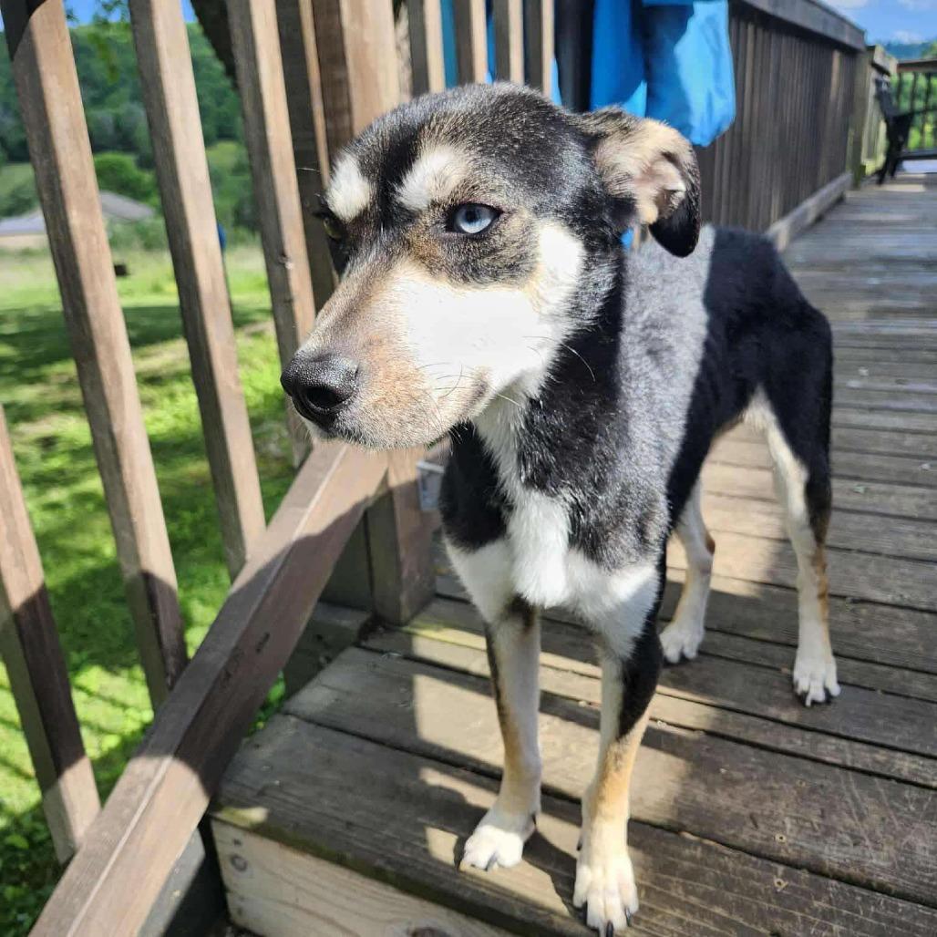 Enlarge Caroline, a Adoptable Mixed Breed in Gordonsville, TN image 2/6