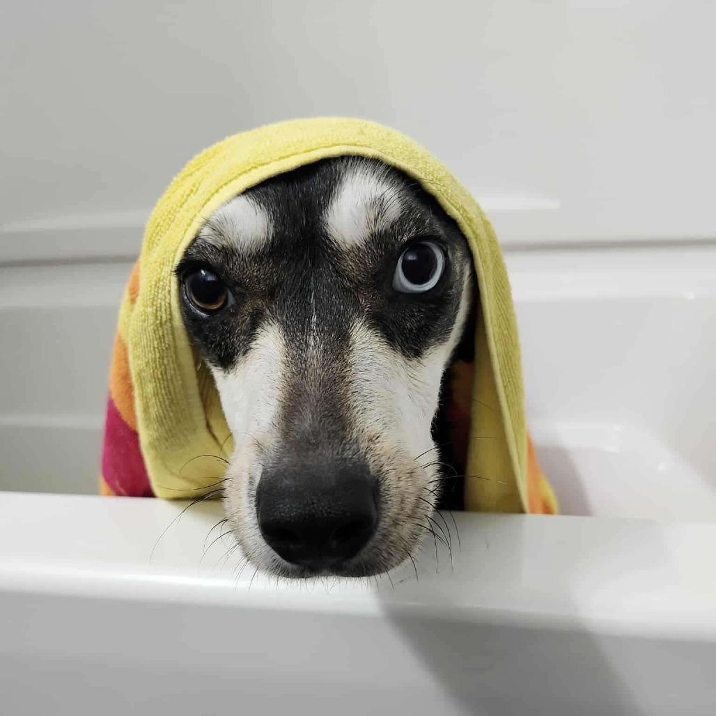 Enlarge Caroline, a Adoptable Mixed Breed in Gordonsville, TN image 3/6