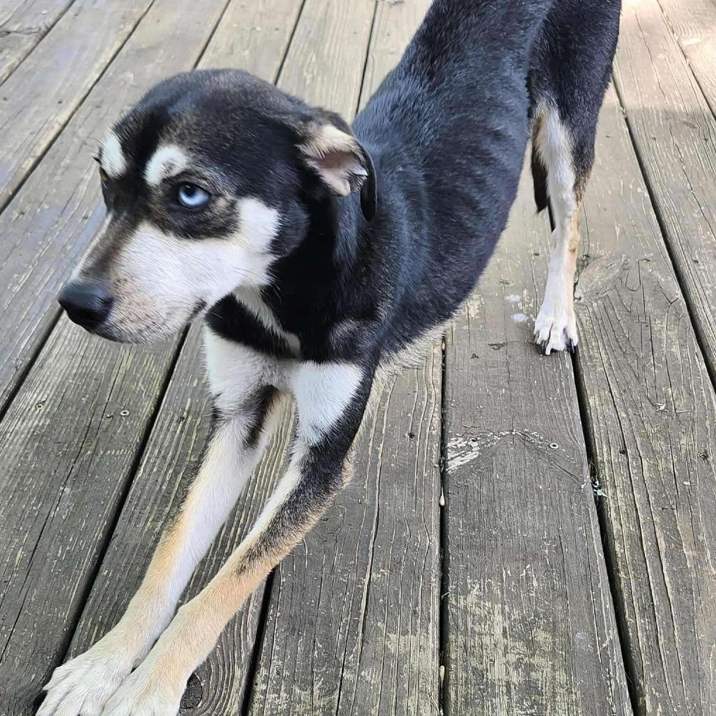 Enlarge Caroline, a Adoptable Mixed Breed in Gordonsville, TN image 5/6