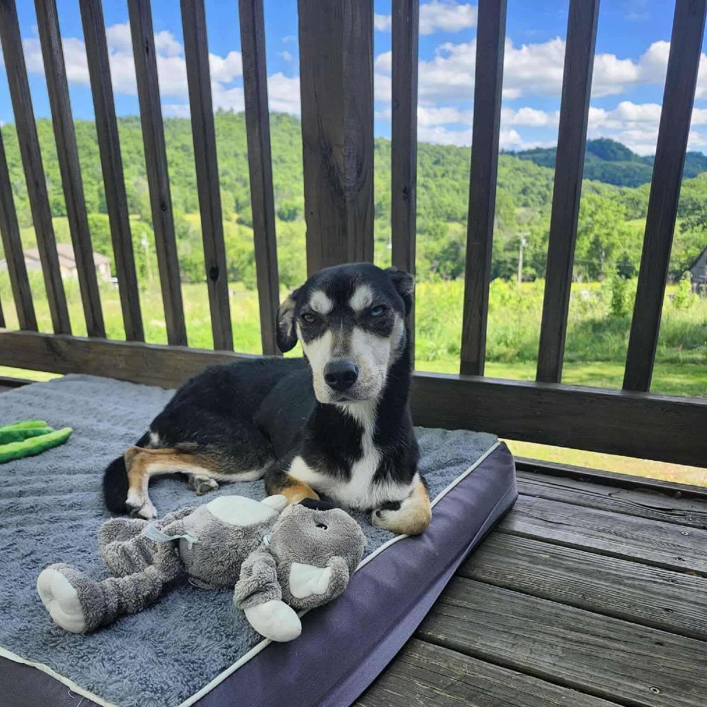 Enlarge Caroline, a Adoptable Mixed Breed in Gordonsville, TN image 6/6