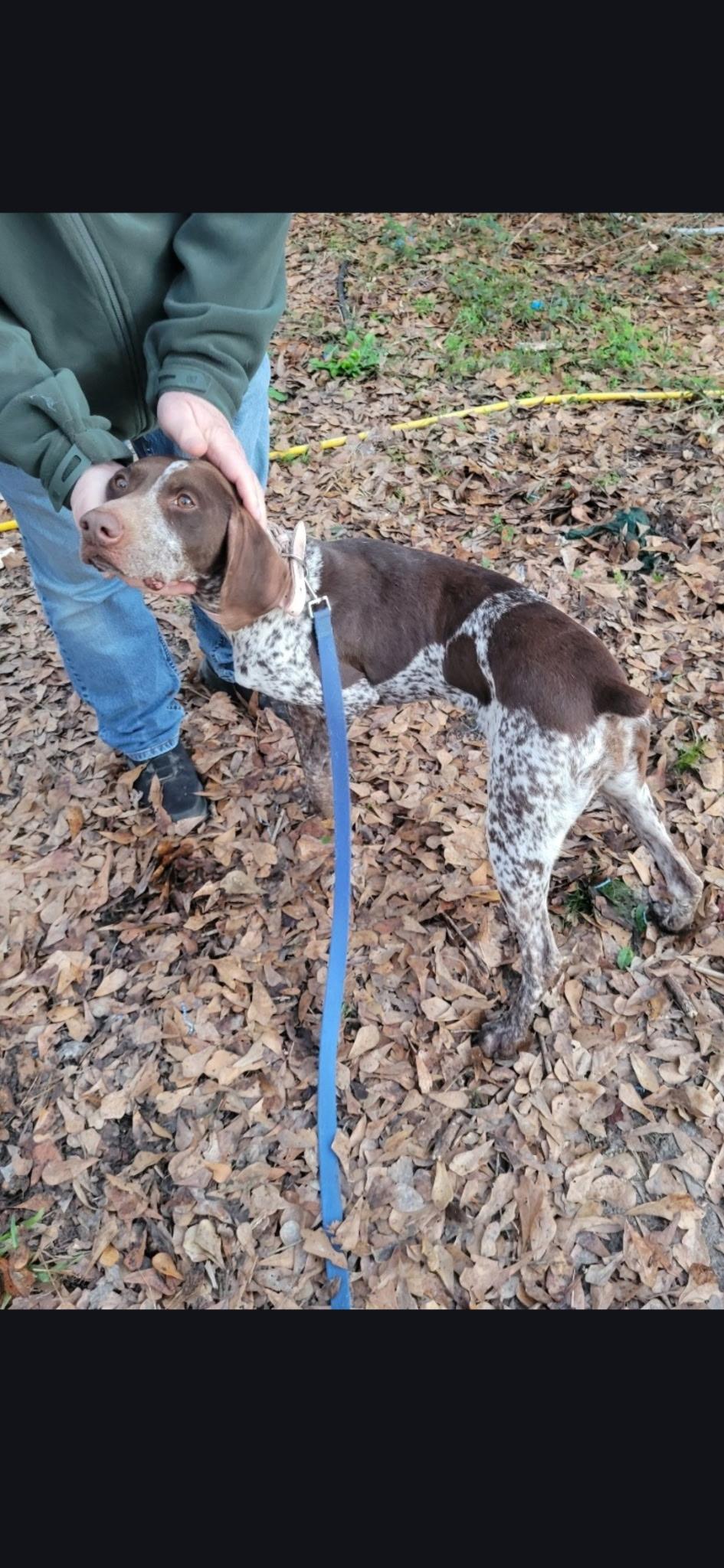 Astrid, a ADOPTABLE German Shorthaired Pointer in Mary Esther, FL image 2/2