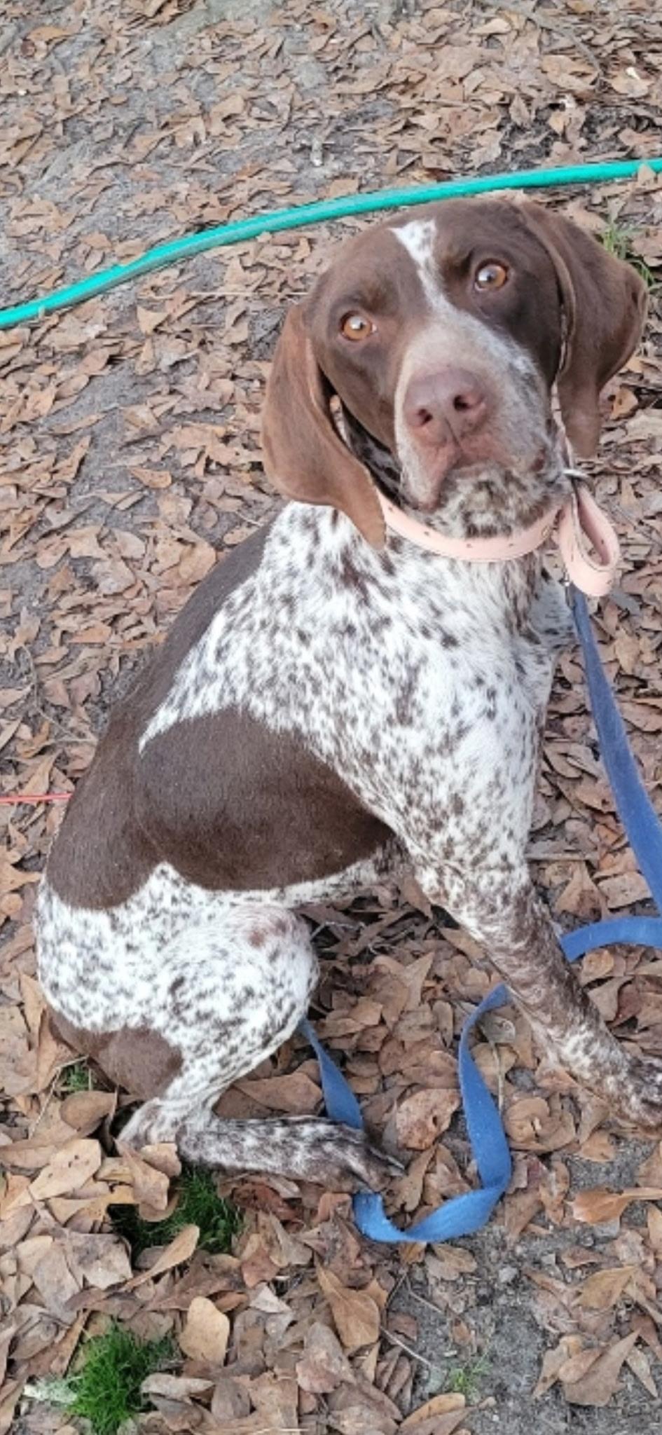 Astrid, a ADOPTABLE German Shorthaired Pointer in Mary Esther, FL image 1/2