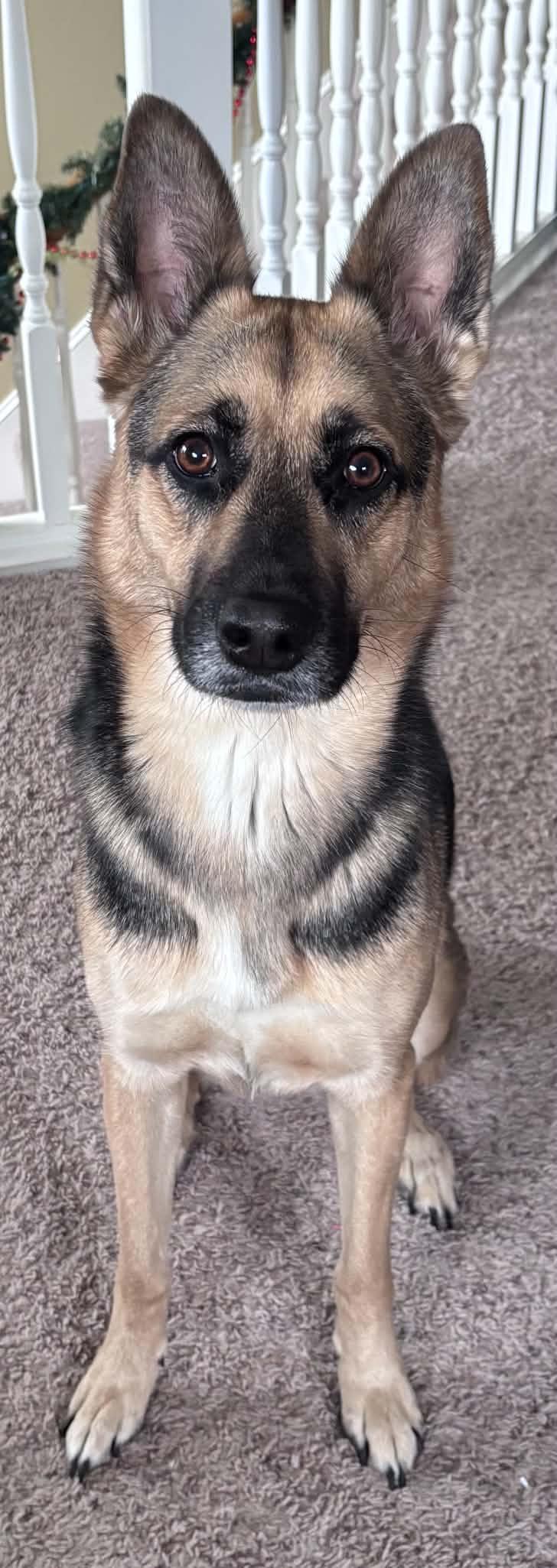 Enlarge Zelda, a Adoptable mixed breed in Denver, CO image 4/5