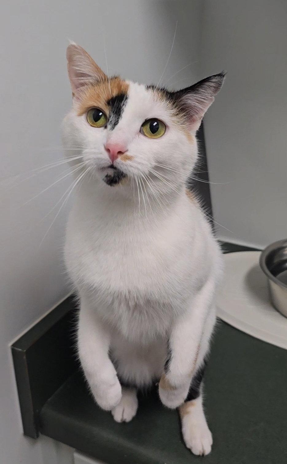 Pepper, Adoptable, Adult Female Domestic Short Hair & Calico.