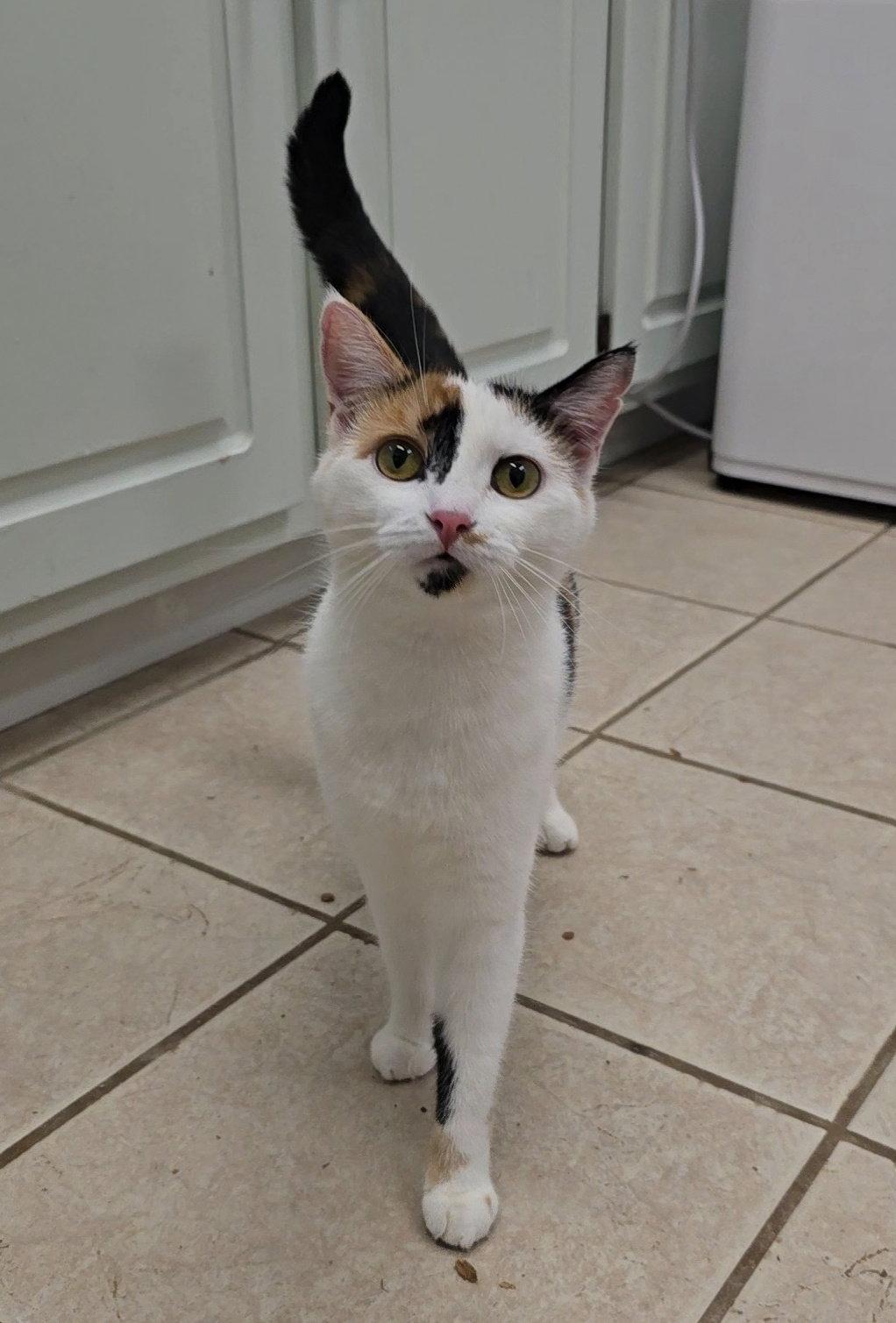 Enlarge Pepper, a Adoptable mixed breed in Locust Grove, GA image 1/3
