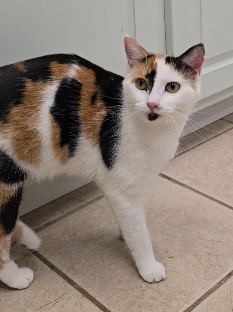 Enlarge Pepper, a Adoptable mixed breed in Locust Grove, GA image 2/3