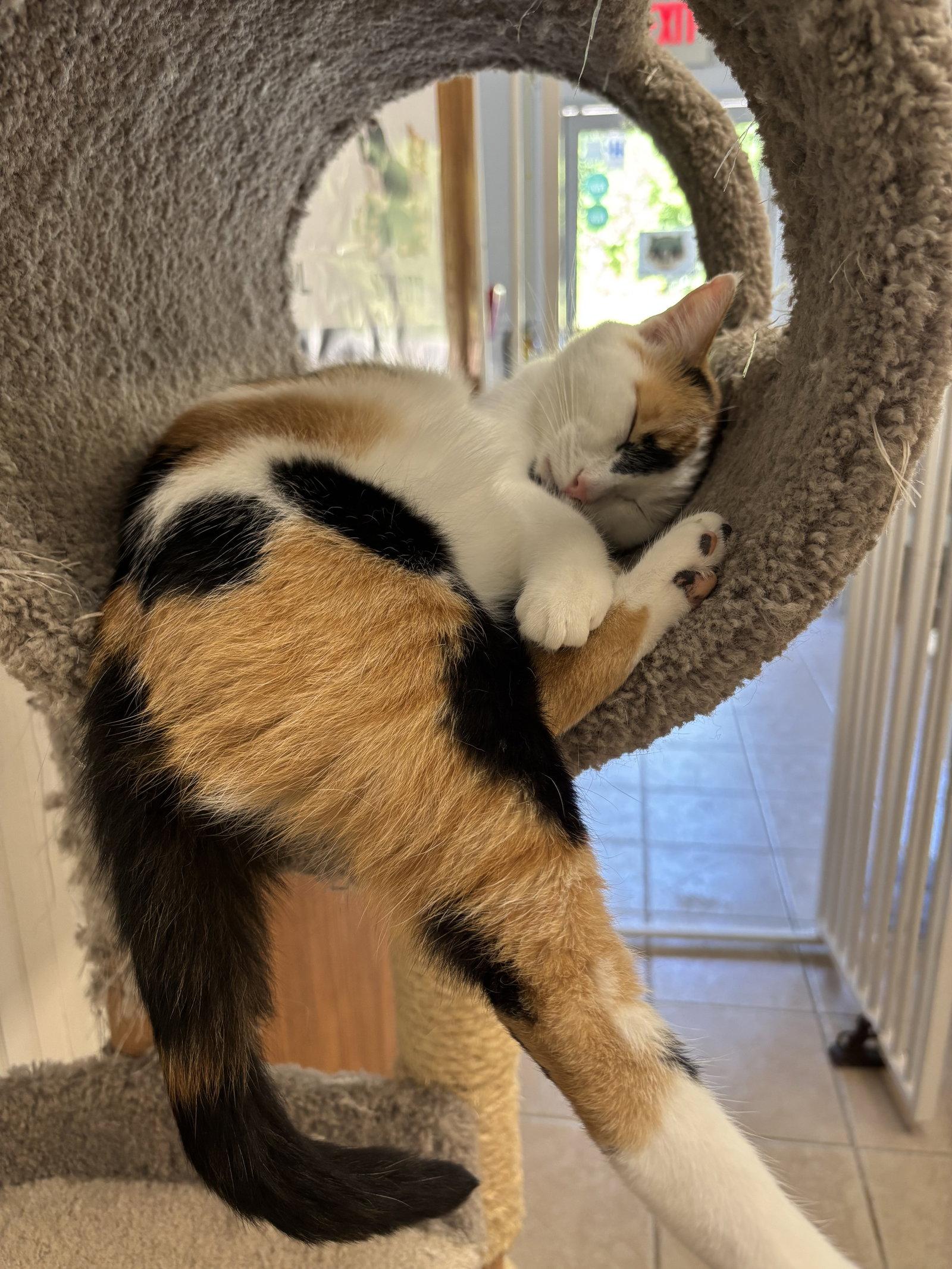 Enlarge Pepper, a Adoptable mixed breed in Locust Grove, GA image 3/3