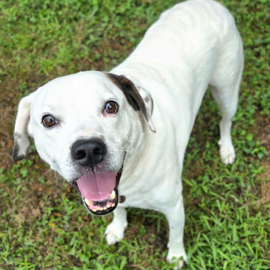 Ghost, Adoptable, Adult Male Labrador Retriever & Pointer.