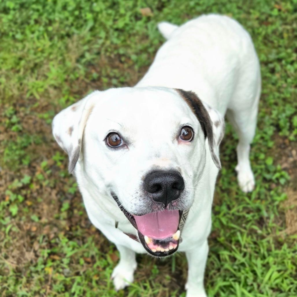 Enlarge Ghost, a Adoptable mixed breed in Franklin, NC image 2/4