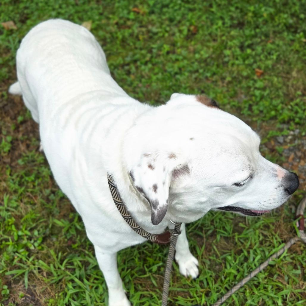 Enlarge Ghost, a Adoptable mixed breed in Franklin, NC image 3/4