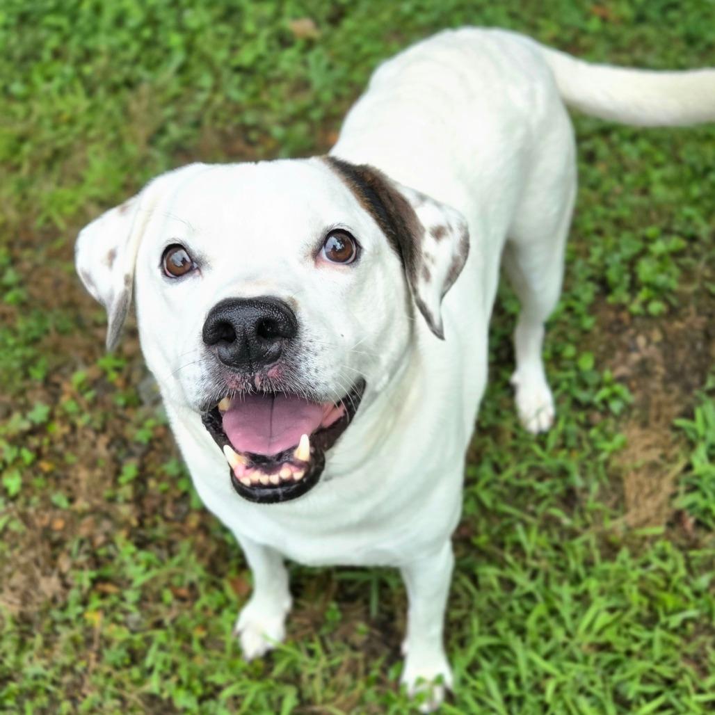 Enlarge Ghost, a Adoptable mixed breed in Franklin, NC image 4/4
