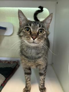 Cleocatra, Adoptable, Young Female Domestic Medium Hair & Domestic Short Hair.