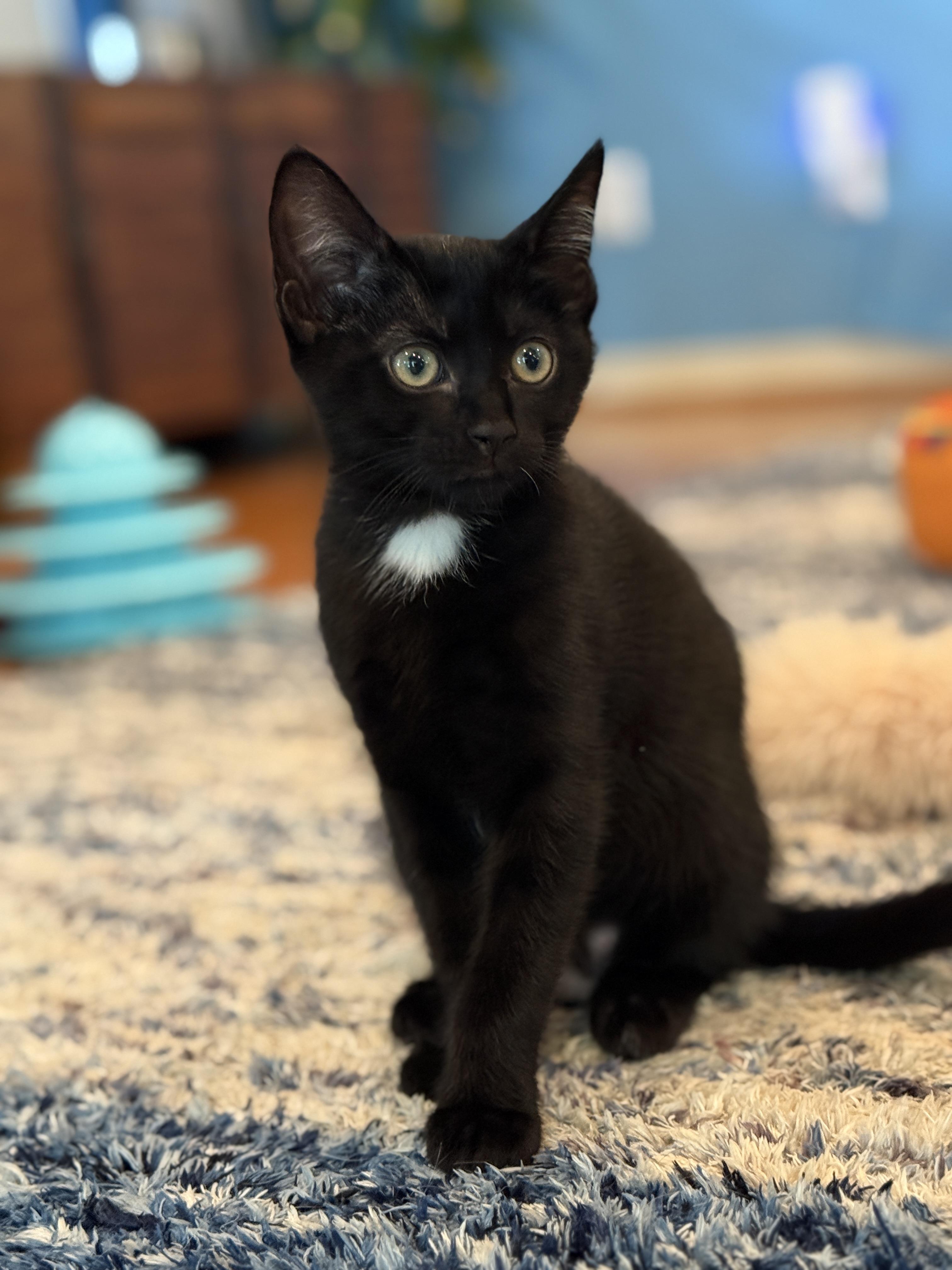 Anthony, a ADOPTABLE Domestic Short Hair in Keller, TX image 6/6