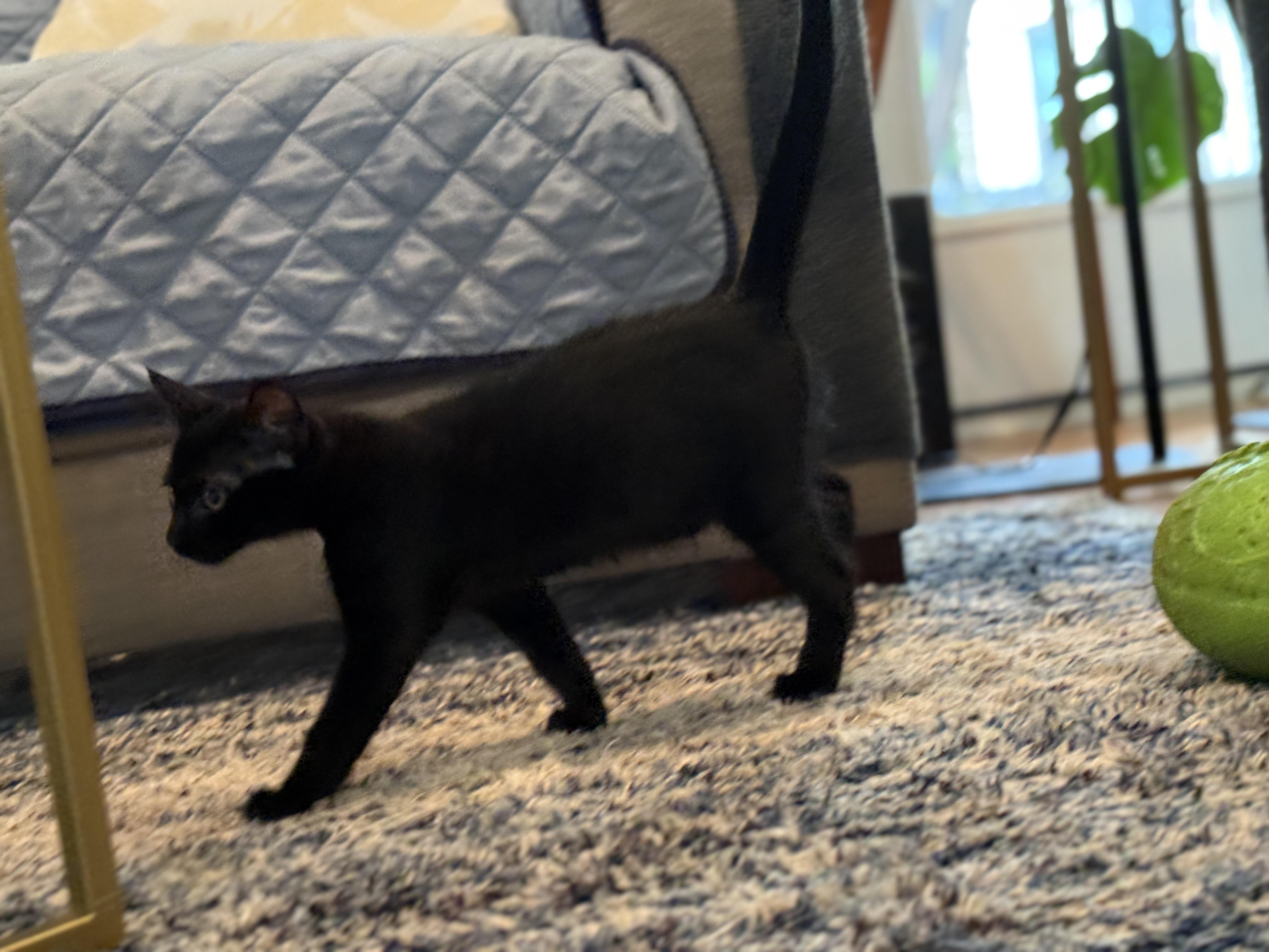 Anthony, a ADOPTABLE Domestic Short Hair in Keller, TX image 2/6