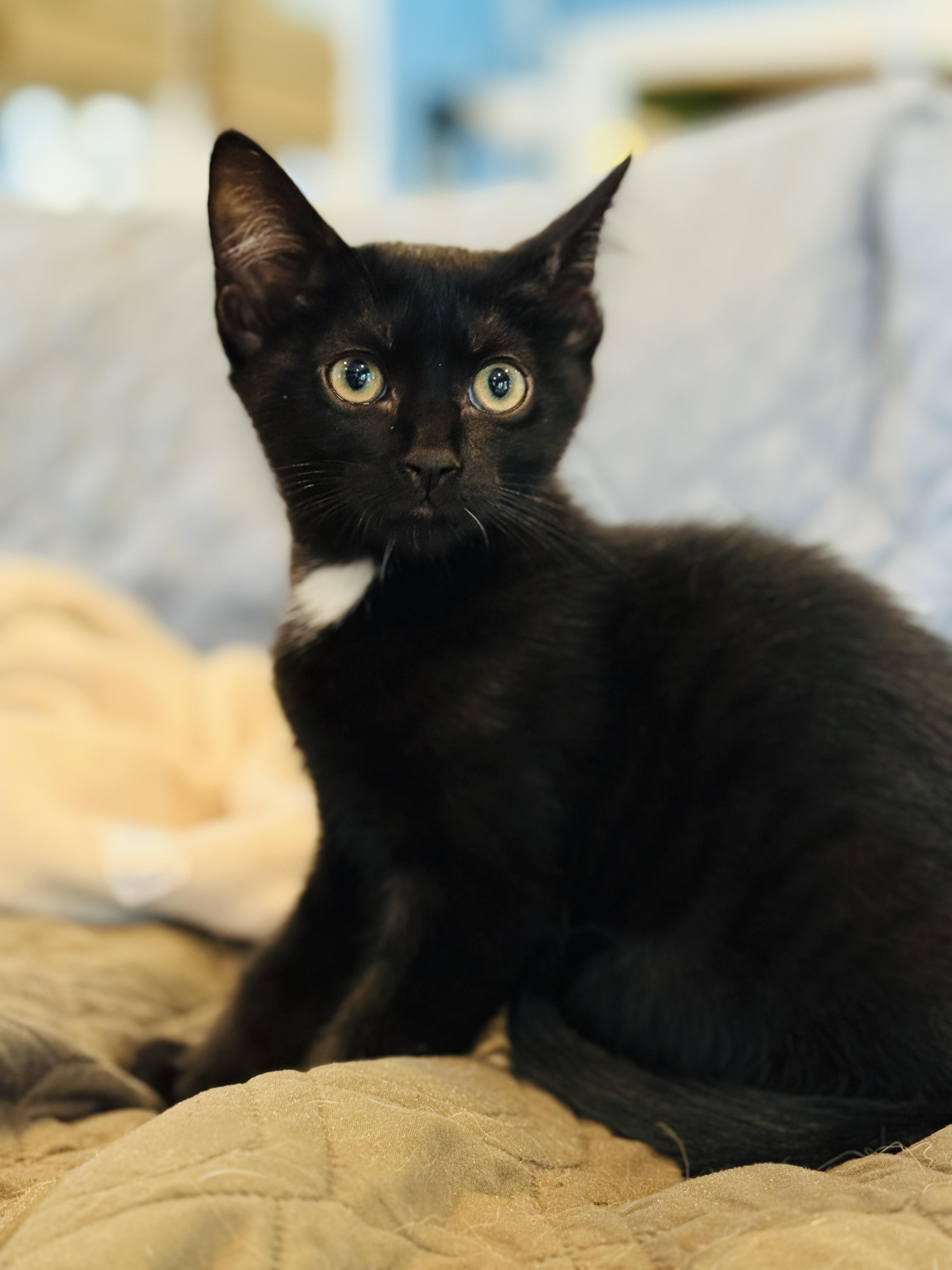 Anthony, a ADOPTABLE Domestic Short Hair in Keller, TX image 4/6