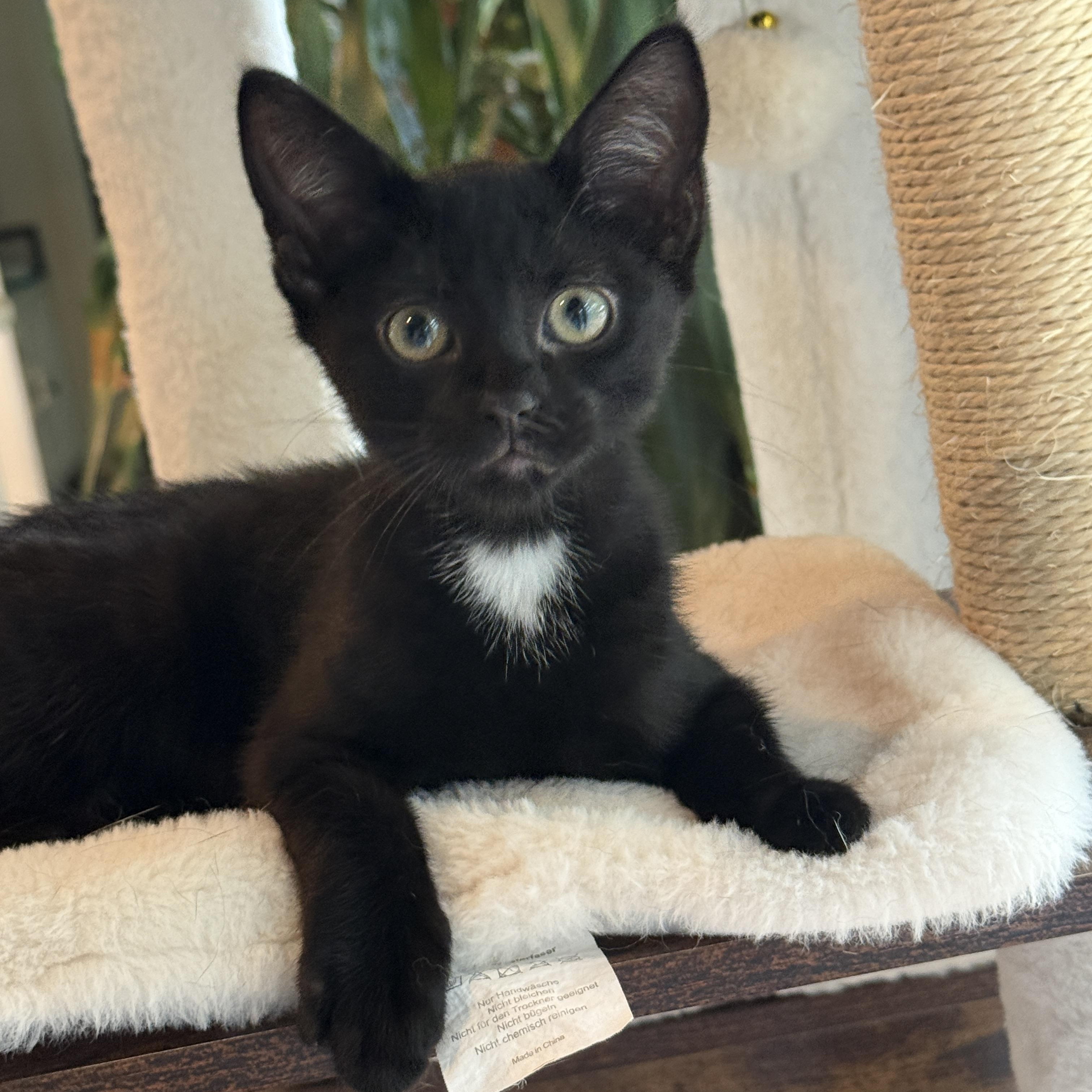 Anthony, a ADOPTABLE Domestic Short Hair in Keller, TX image 3/6
