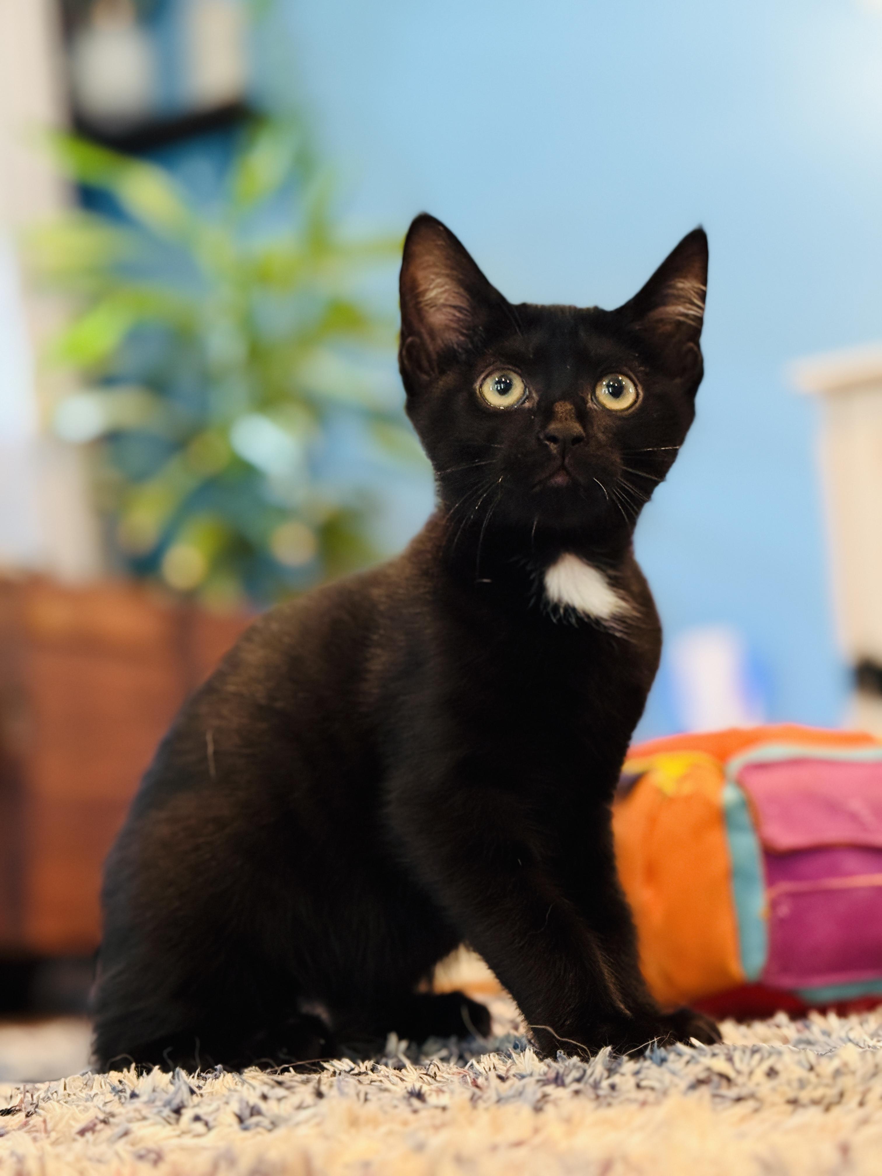Anthony, a ADOPTABLE Domestic Short Hair in Keller, TX image 1/6