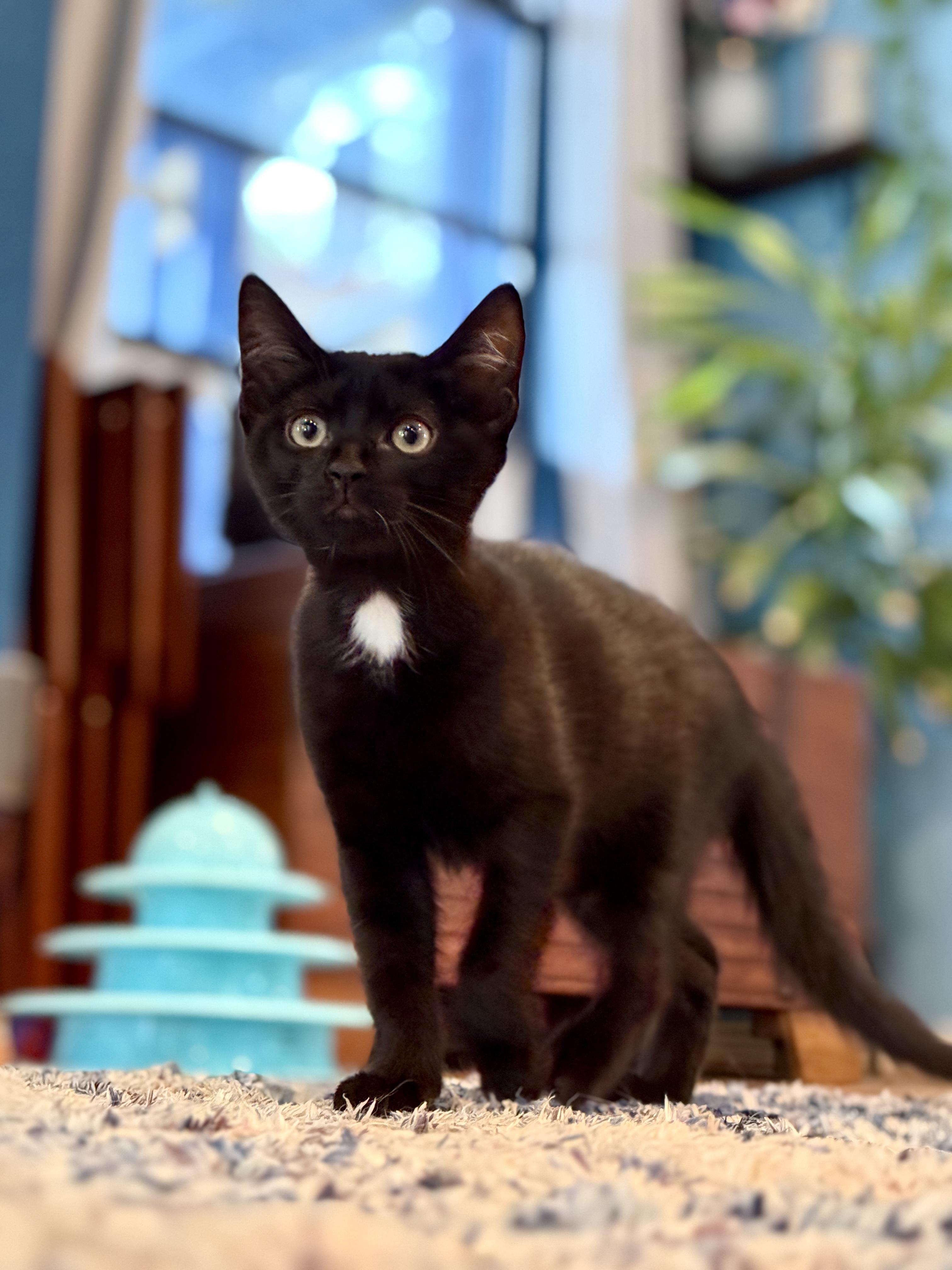 Anthony, a ADOPTABLE Domestic Short Hair in Keller, TX image 5/6