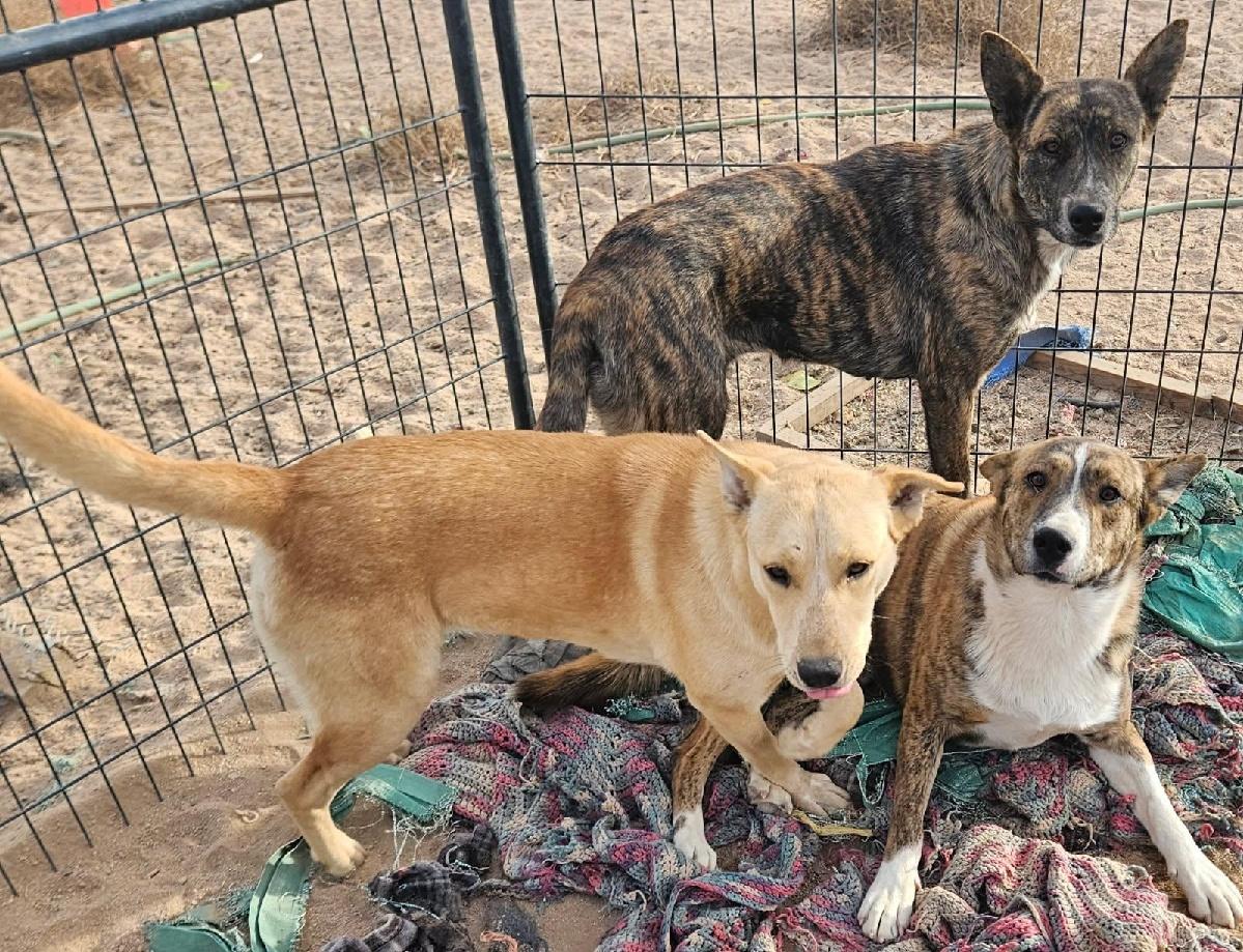 Enlarge Tara, an adopted Australian Cattle Dog / Blue Heeler in Ventura, CA image 3/4