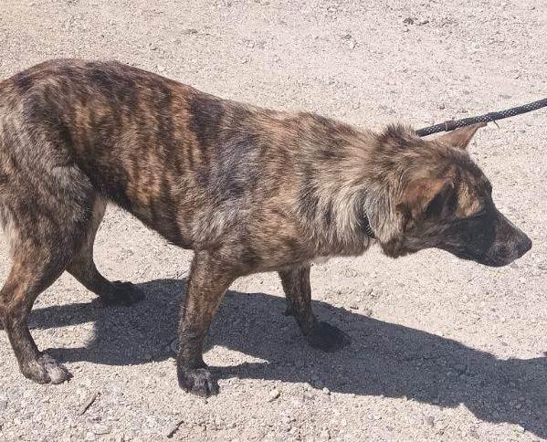 Enlarge Tara, an adopted Australian Cattle Dog / Blue Heeler in Ventura, CA image 4/4