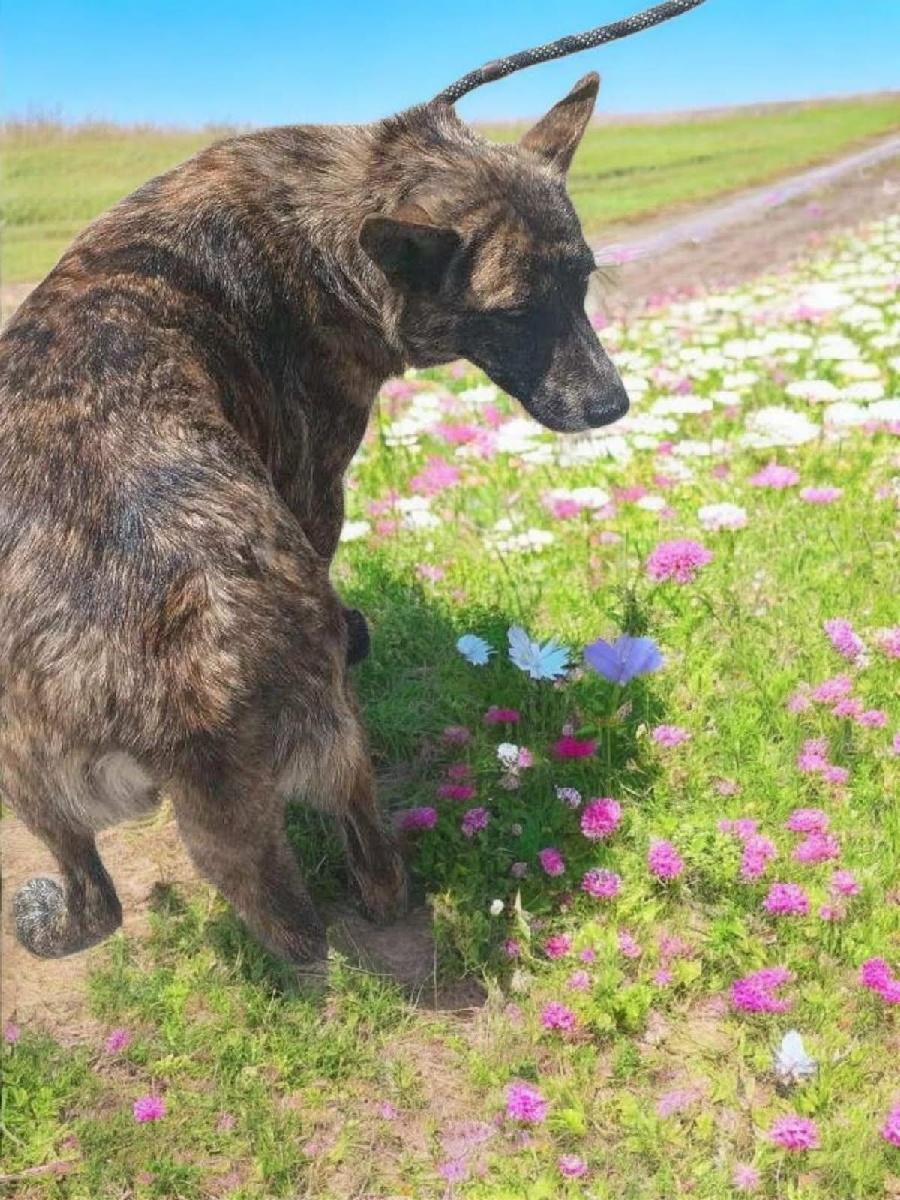 Enlarge Tara, an adopted Australian Cattle Dog / Blue Heeler in Ventura, CA image 1/4