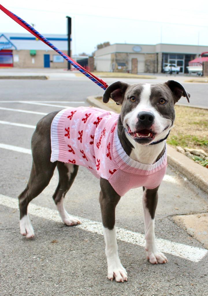 Enlarge Tessa, a Adoptable mixed breed in Tulsa, OK image 1/6