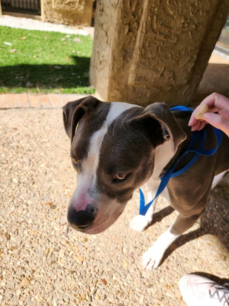 Enlarge Tessa, a Adoptable mixed breed in Tulsa, OK image 5/6