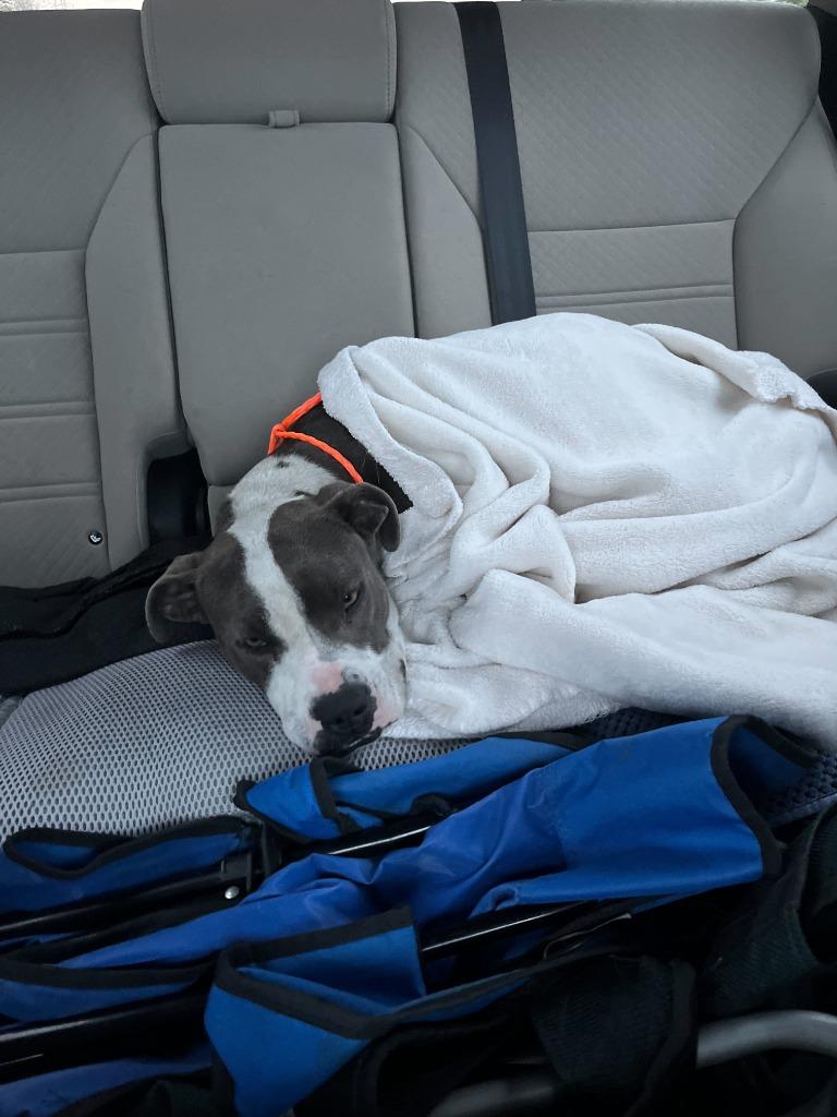 Tessa, Adoptable, Young Female Pit Bull Terrier & Boxer.