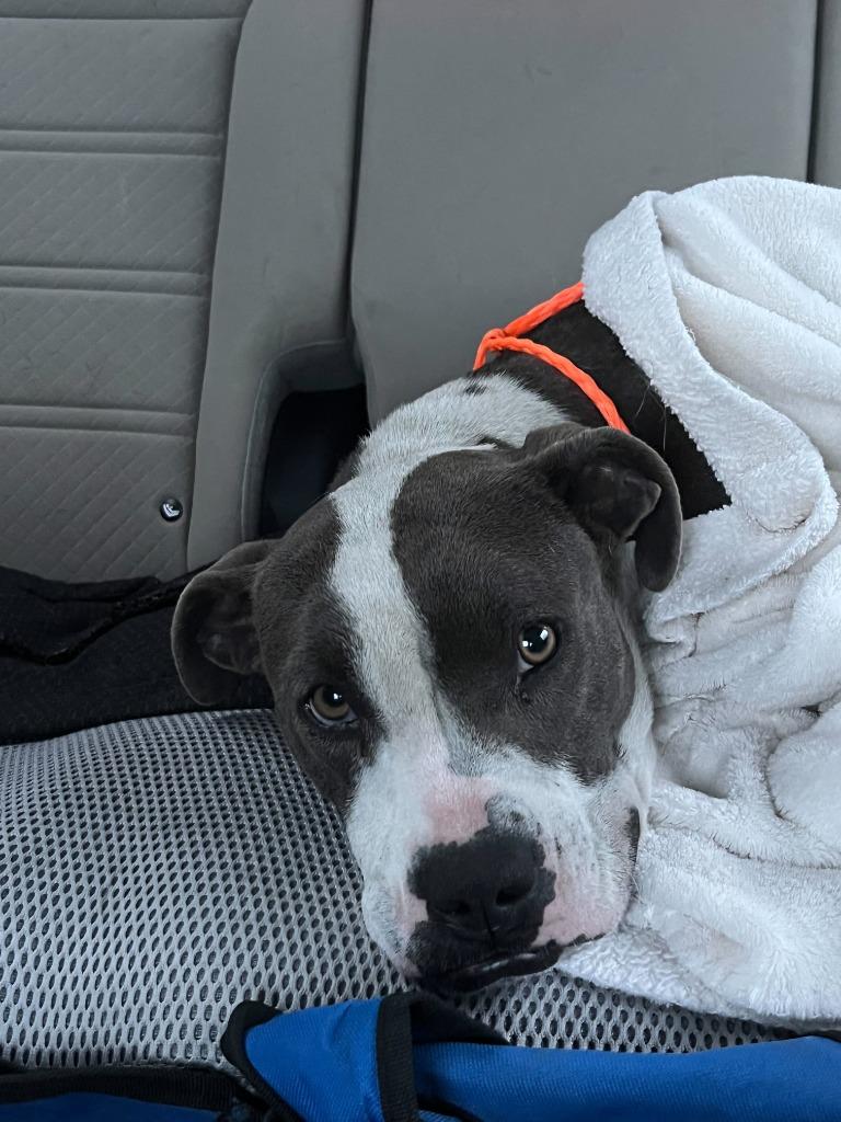 Tessa, Adoptable, Young Female Pit Bull Terrier & Boxer.