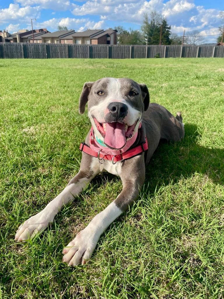 Enlarge Tessa, a Adoptable mixed breed in Tulsa, OK image 4/6