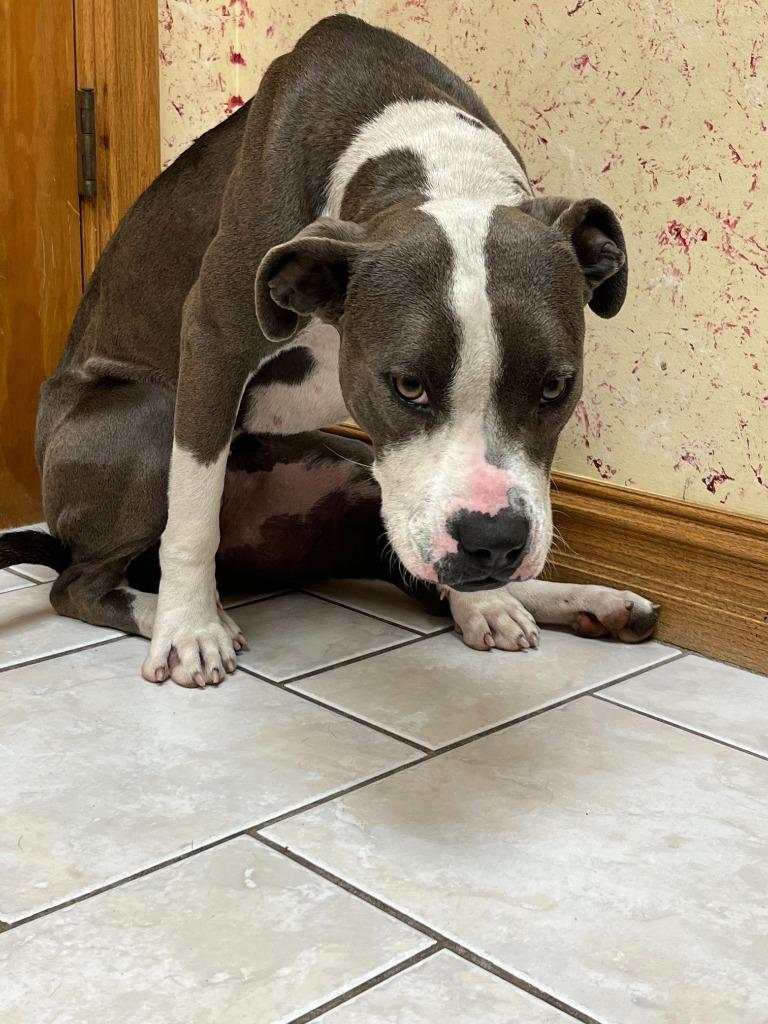 Enlarge Tessa, a Adoptable mixed breed in Tulsa, OK image 5/6