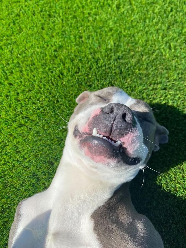 Tessa, Adoptable, Adult Female Pit Bull Terrier & Boxer.