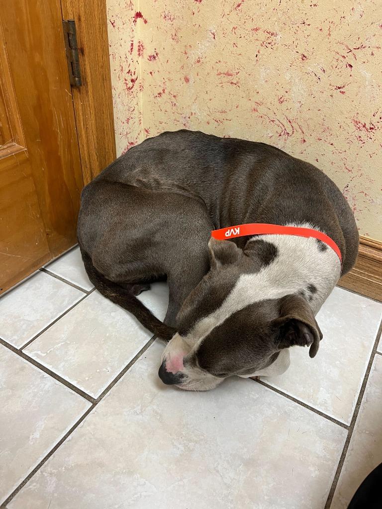 Enlarge Tessa, a Adoptable mixed breed in Tulsa, OK image 5/6