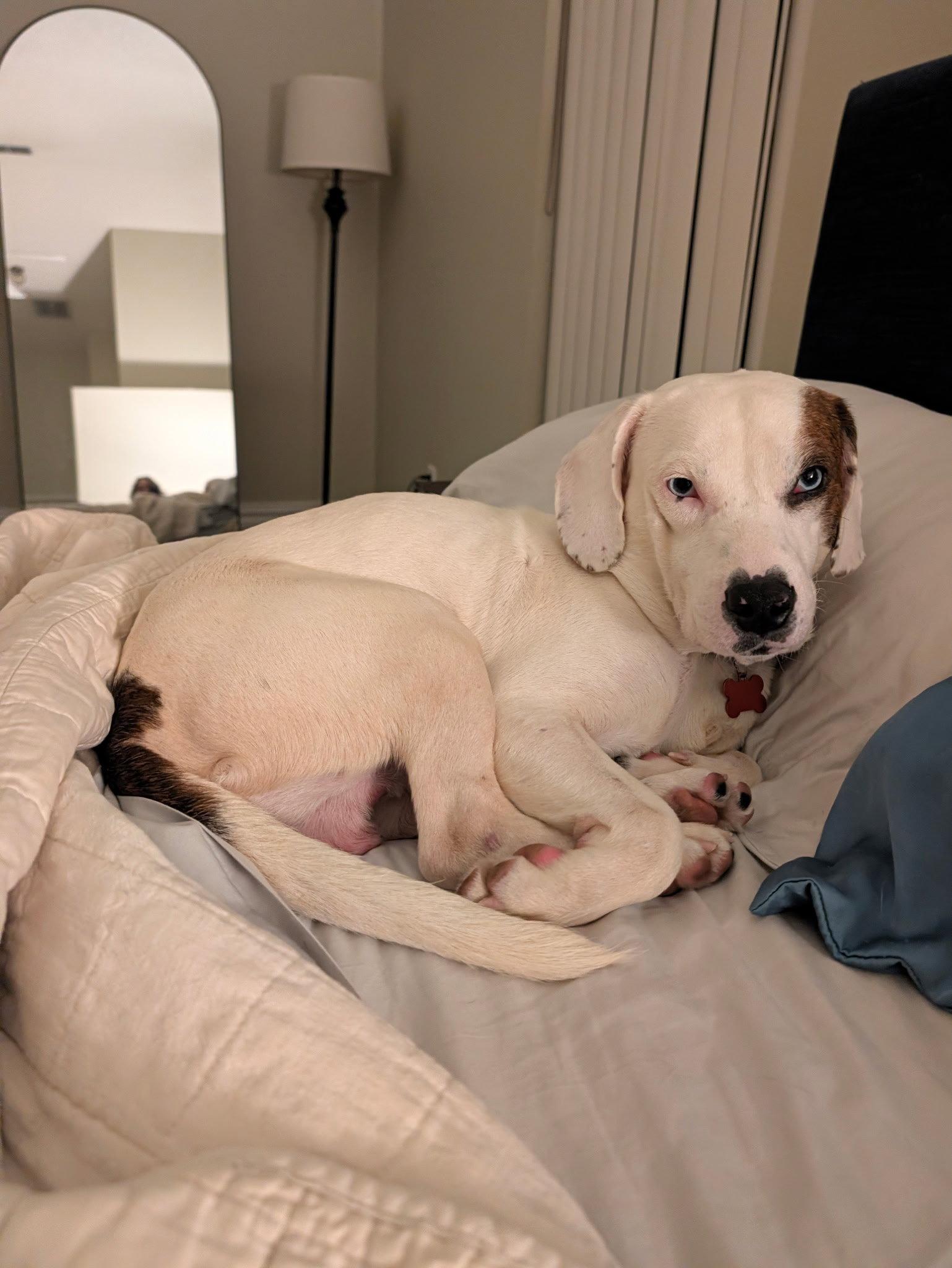 Enlarge Blue IV, a Adoptable Beagle in Tampa, FL image 1/3