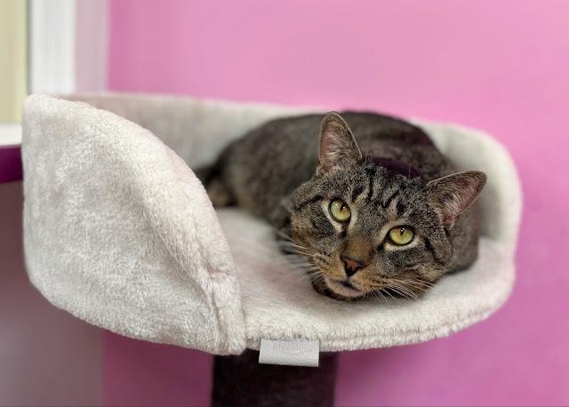 Enlarge Vince, a ADOPTABLE Domestic Short Hair in Norwalk, CT image 2/5