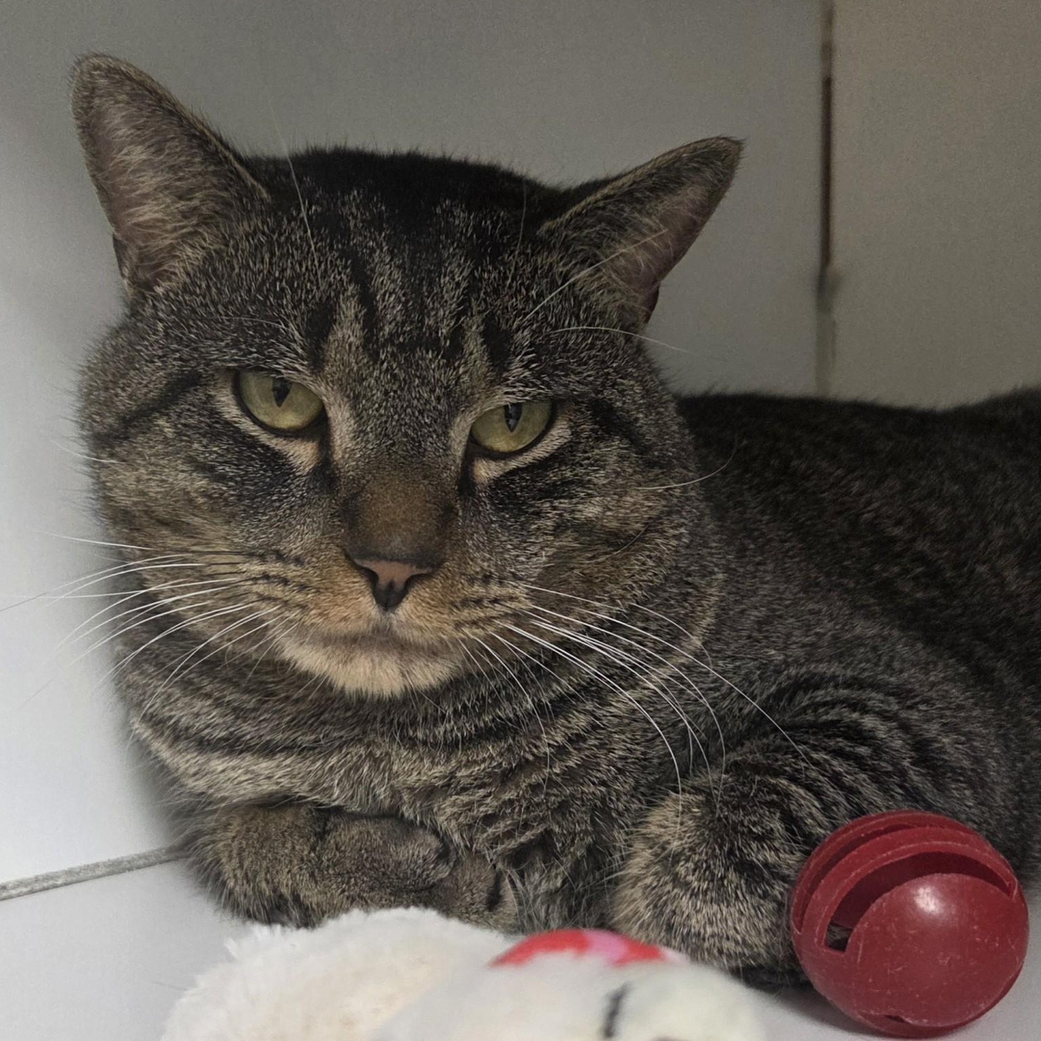 Enlarge Vince, a ADOPTABLE Domestic Short Hair in Norwalk, CT image 5/5