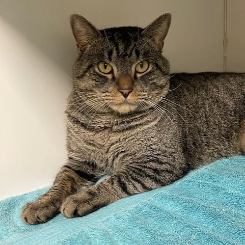 Enlarge Vince, a ADOPTABLE Domestic Short Hair in Norwalk, CT image 4/5