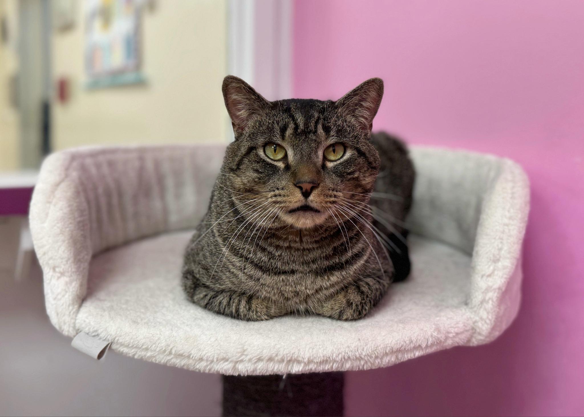 Vince, ADOPTABLE, Young Male Domestic Short Hair.