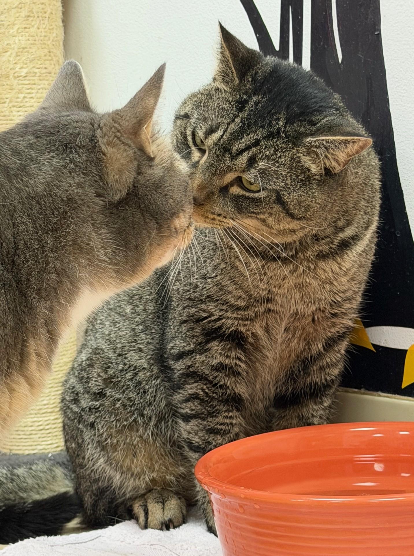 Enlarge Vince, a ADOPTABLE Domestic Short Hair in Norwalk, CT image 3/5