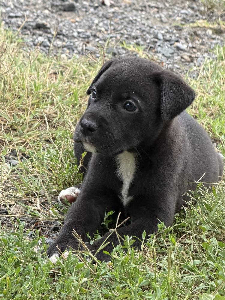 Baby Bo Peep, Adoptable, Puppy Female Labrador Retriever.