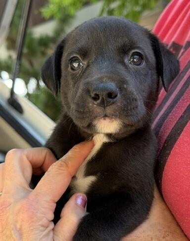 Enlarge Baby Bo Peep, a Adoptable mixed breed in Washington, DC image 2/4