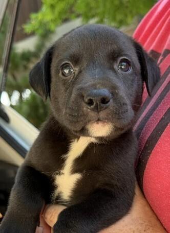 Enlarge Baby Bo Peep, a Adoptable mixed breed in Washington, DC image 3/4