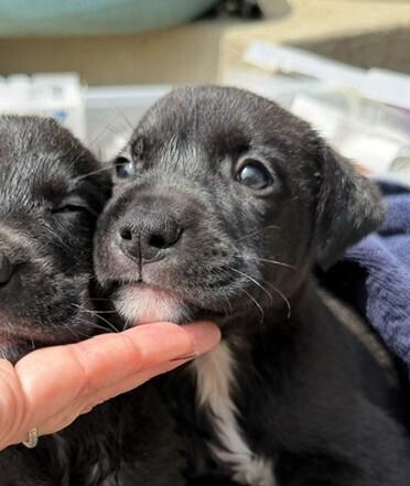 Enlarge Baby Bo Peep, a Adoptable mixed breed in Washington, DC image 4/4