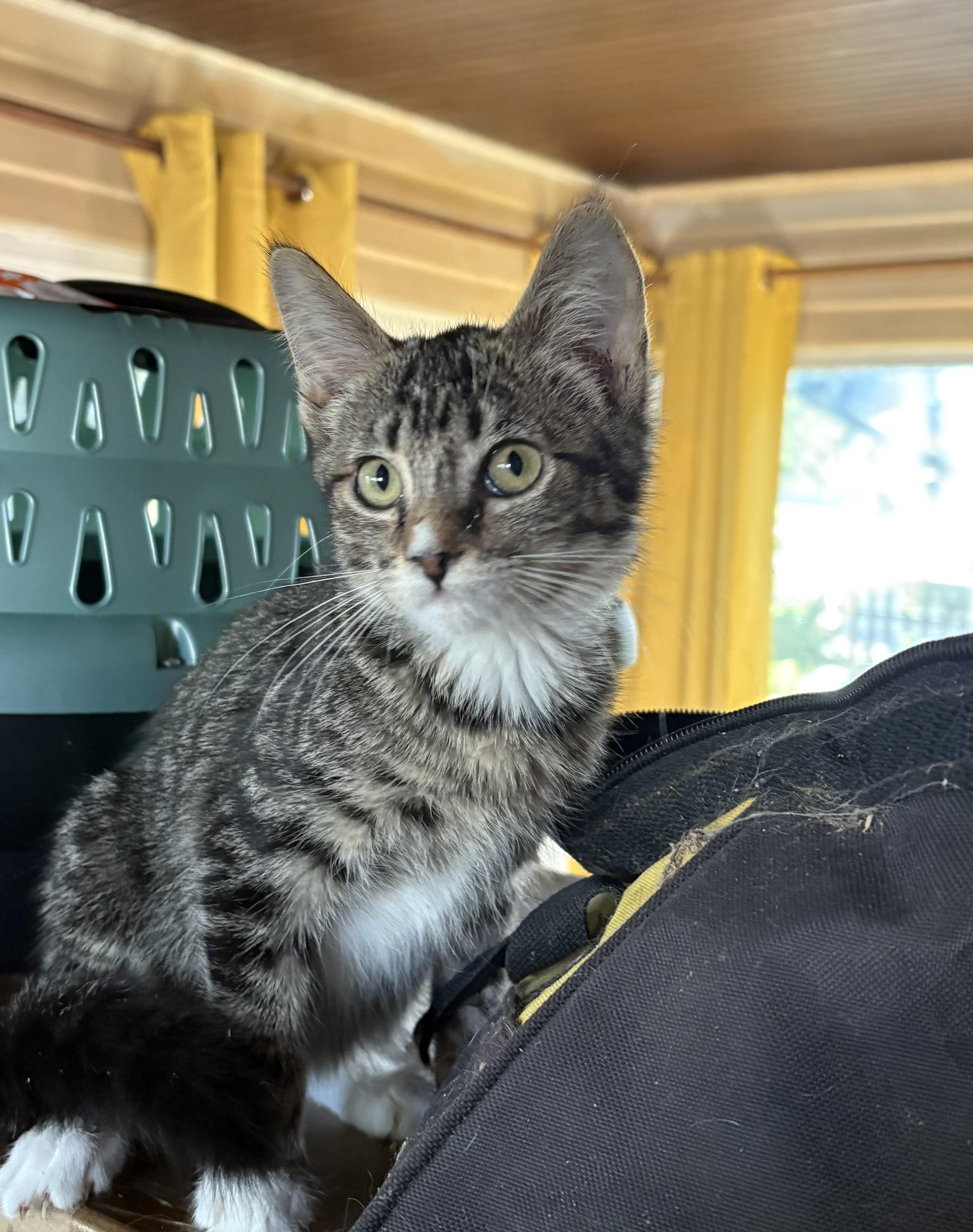 Patty, ADOPTABLE, Kitten Female Domestic Short Hair.
