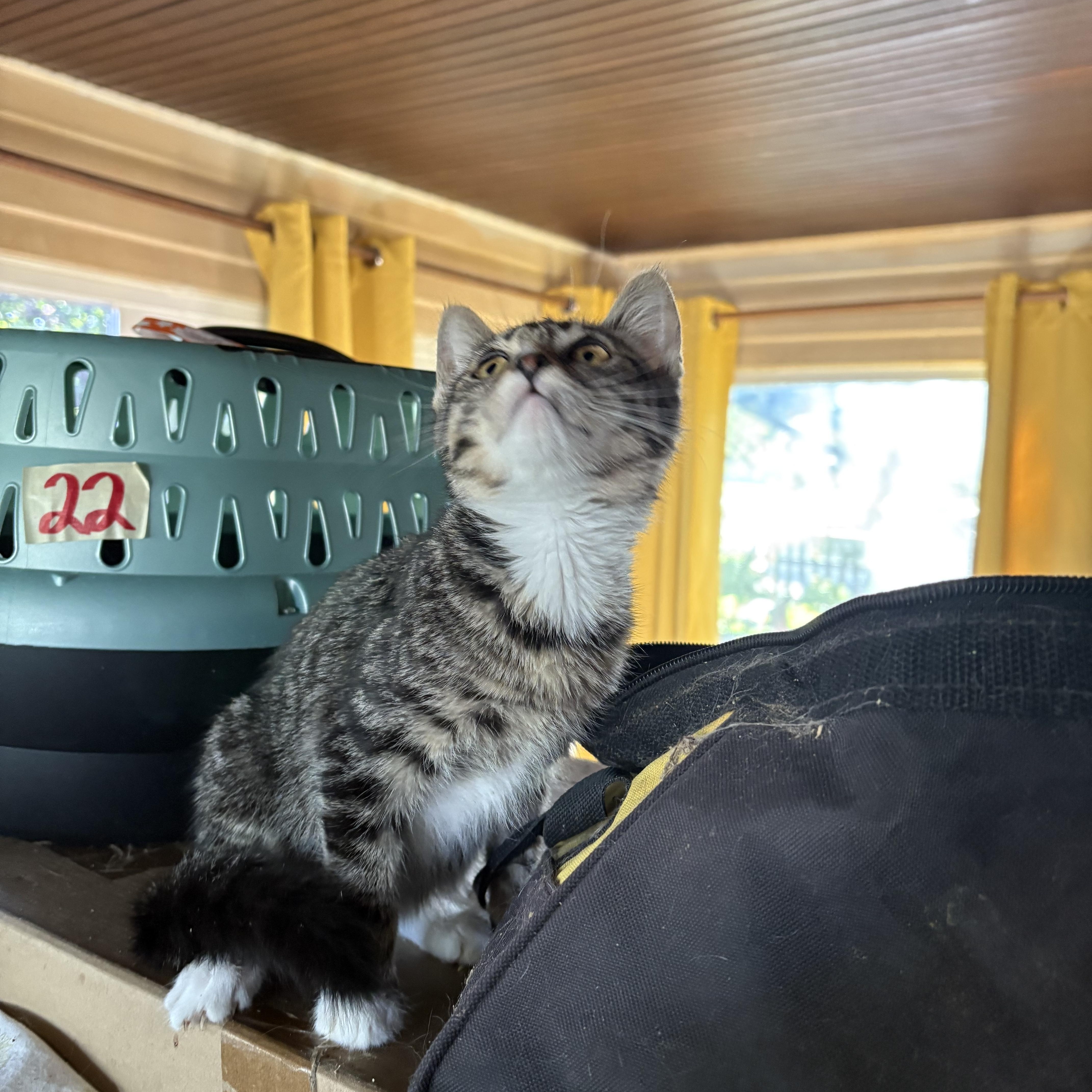 Enlarge Patty, a ADOPTABLE mixed breed in Whittier, CA image 2/3