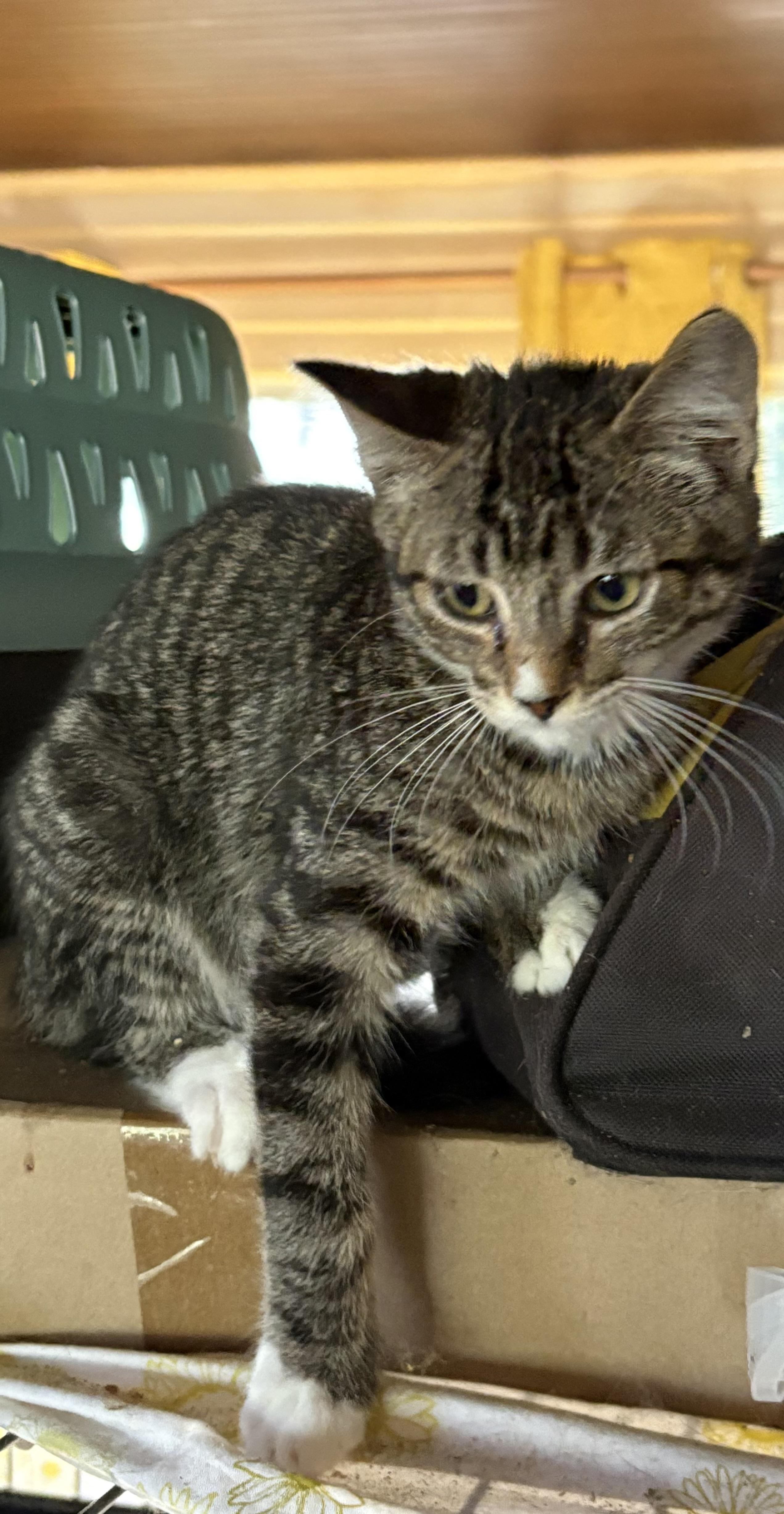 Enlarge Patty, a ADOPTABLE mixed breed in Whittier, CA image 3/3