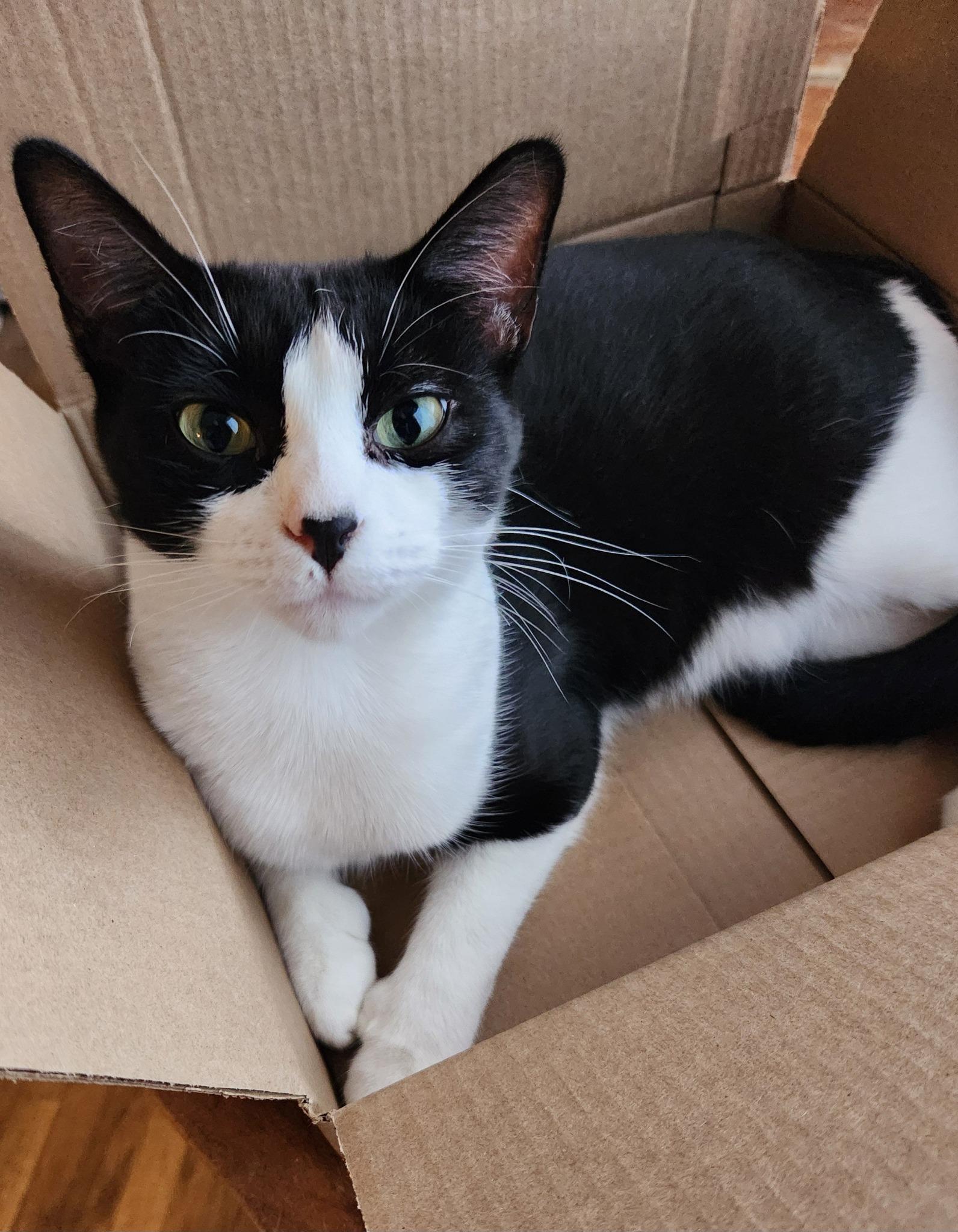 mitten paws Mai Tai, Adoptable, Young Female Extra-Toes Cat / Hemingway Polydactyl & Tuxedo.